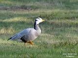 Indische gans